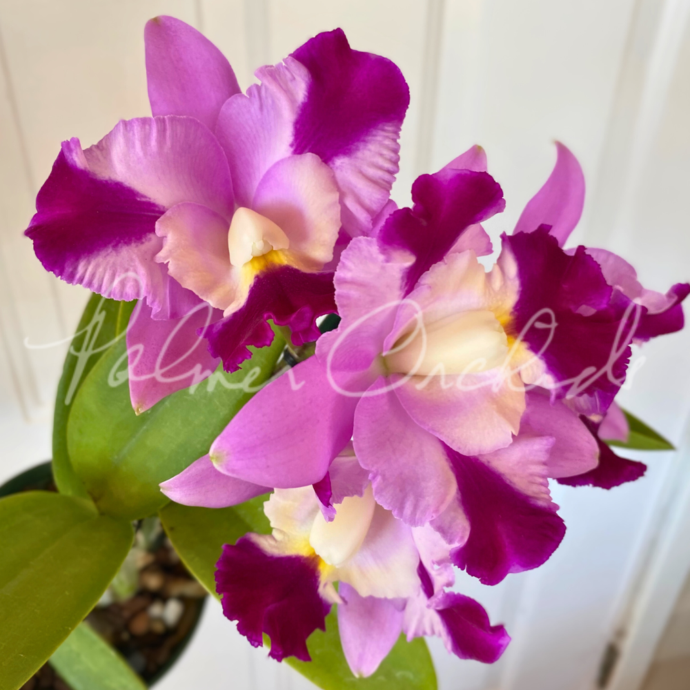 C. Little Dipper-Rosie's Surprise — Palmer Orchids